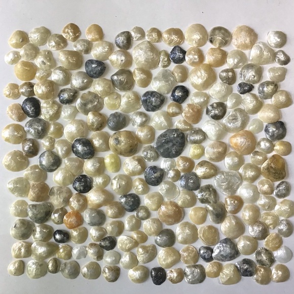 Jingles Seashell Lot of 194 Beach Shiny Shells 3/4” to 1-1/2” Arts Crafts Decor - Picture 1 of 6